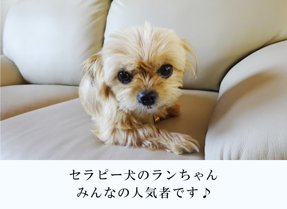 セラピー犬のランちゃん_みんなの人気者です♪